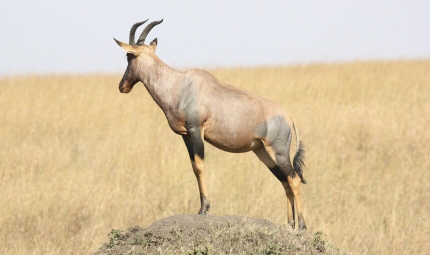 Maasai Mara vs Serengeti: Which Safari Destination is Right for You?
