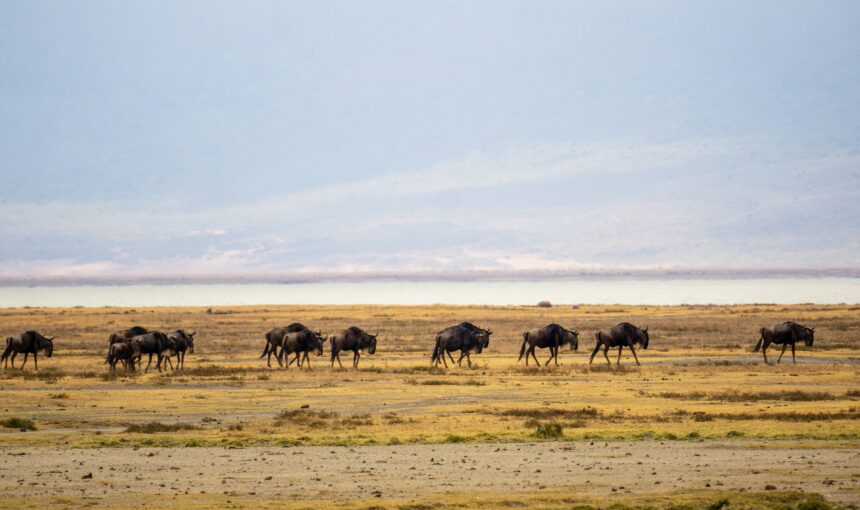 The Ultimate Guide to Planning a Kenya & Tanzania Safari (2026 Edition)